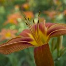 Wide Angle Lily